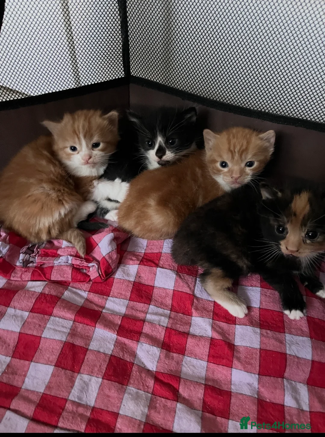 Mixed Breed cats for sale: 4 beautiful Kittens looking for there forever home - Advert 1