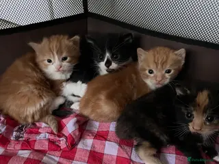 Mixed Breed cats 4 beautiful Kittens looking for there forever home - Advert 1