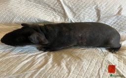 Guinea Pig rodents for sale: Skinny pig and smooth haired Guinea pigs - Image 2