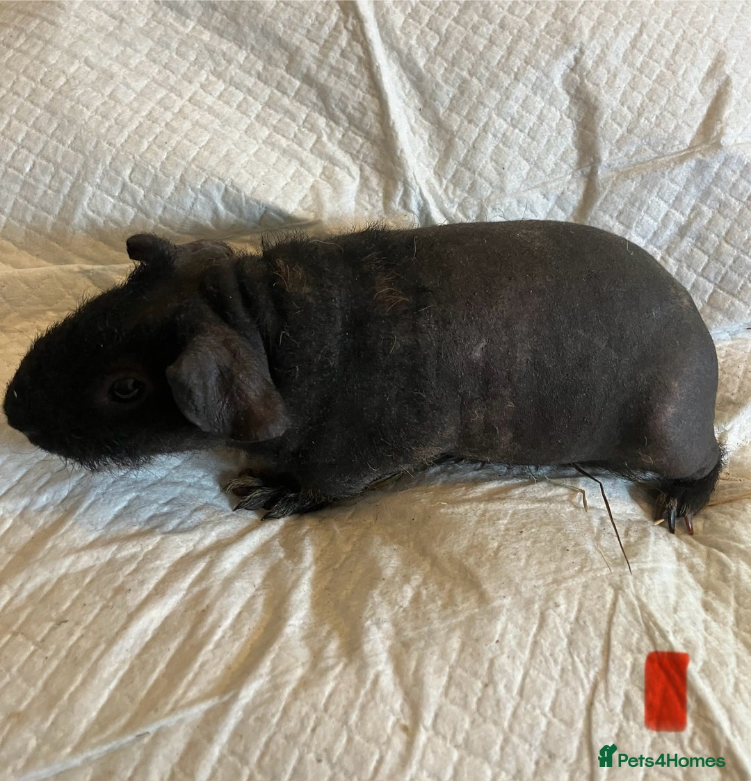Guinea Pig rodents for sale: Skinny pig and smooth haired Guinea pigs - Image 2
