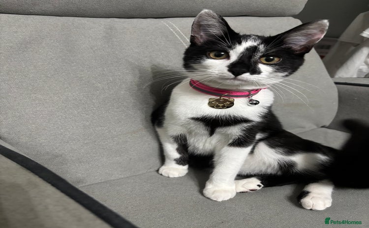 Domestic Shorthair cats - Advert 1