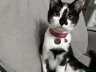 Domestic Shorthair cats - Advert 16