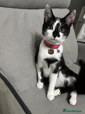 Domestic Shorthair cats - Advert 1