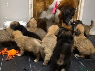 Mixed Breed dogs St Bernese X white swiss Shepard - Advert 6