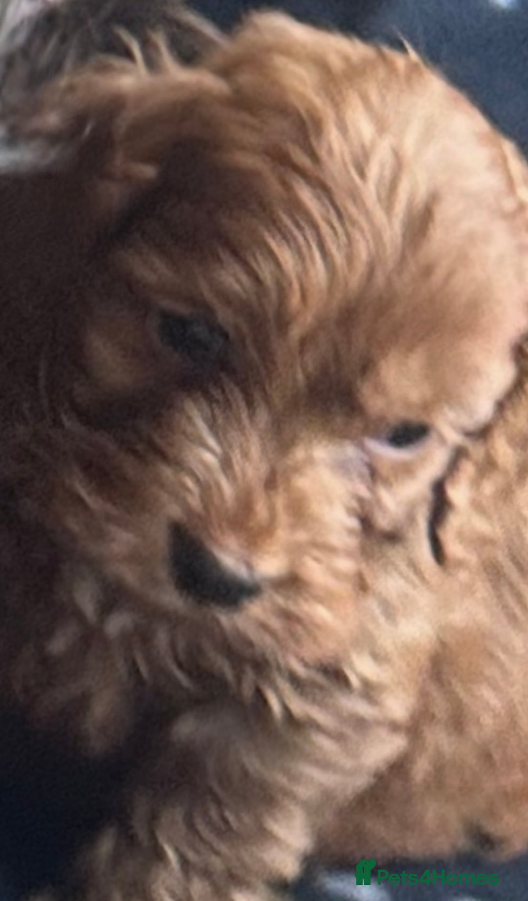 Cockapoo dogs for sale: 7 f1 cockapoo  - Image 9