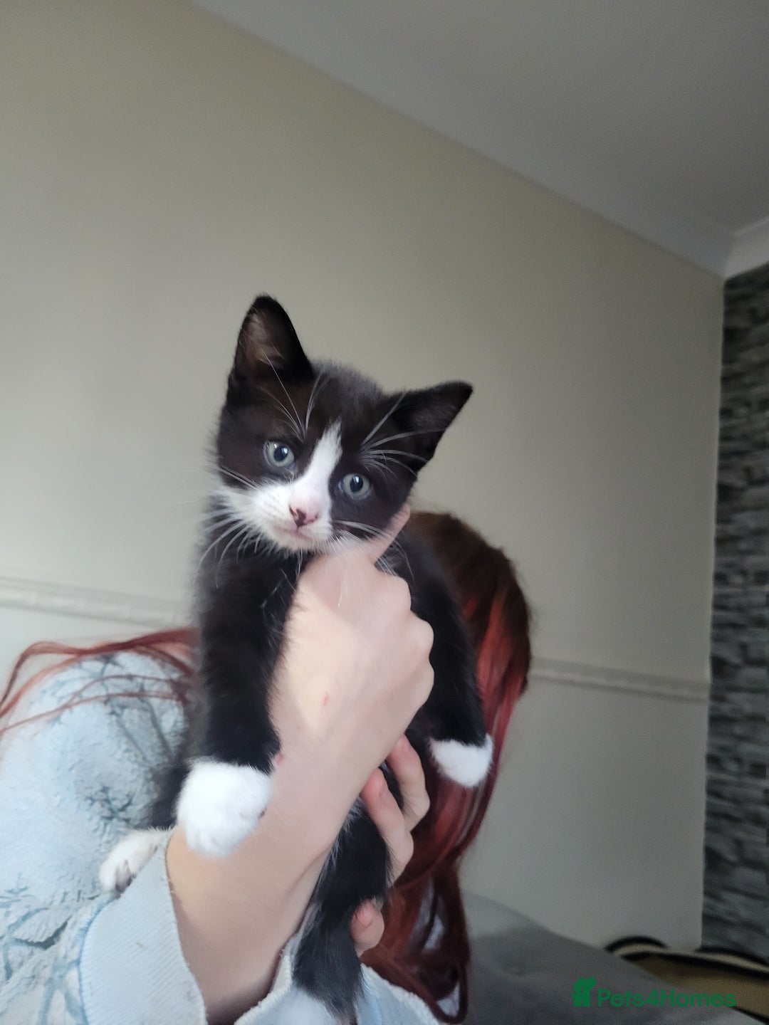 Domestic Shorthair cats for sale: Kittens - Image 2