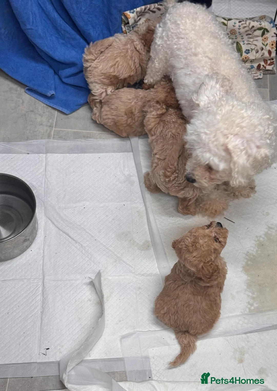 Poochon dogs for sale: Beautiful Poochon Puppies  - Advert 10