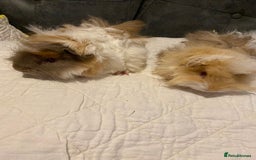 Guinea Pig rodents for sale: Pair bonded brothers - Image 1