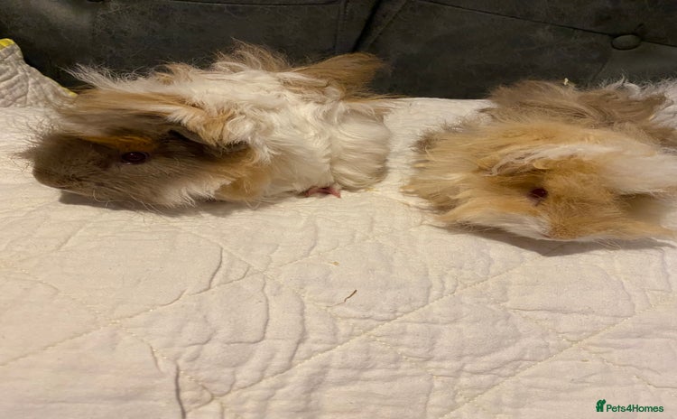 Guinea Pig rodents - Advert 1