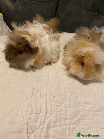 Guinea Pig rodents - Advert 1