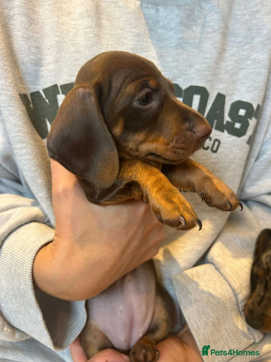 Dachshund dogs for sale: Beautiful Miniature Dachshund Puppies - Advert 4