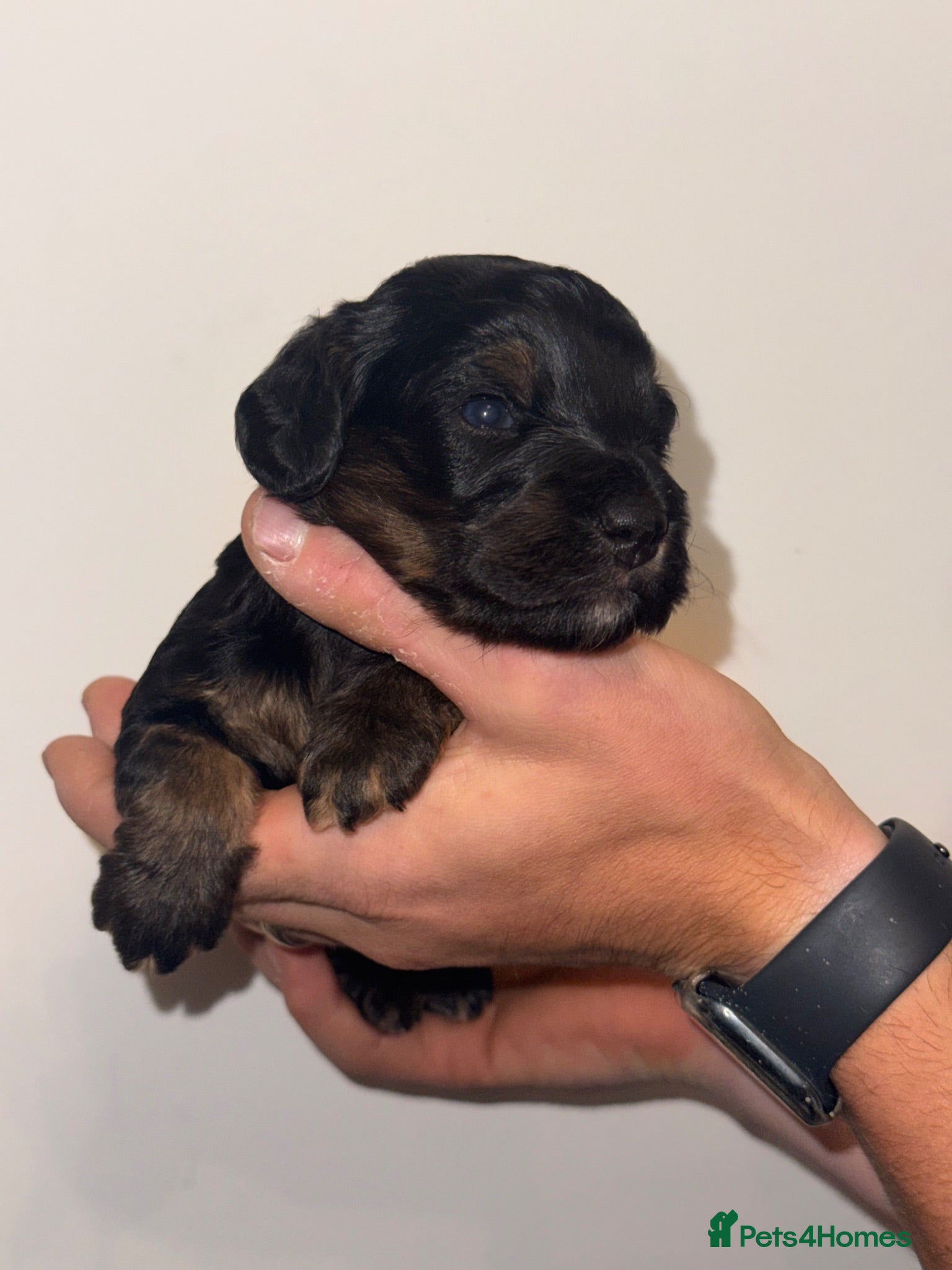 Cockapoo dogs Beautiful black & tan F1 cockapoo girl - Advert 10