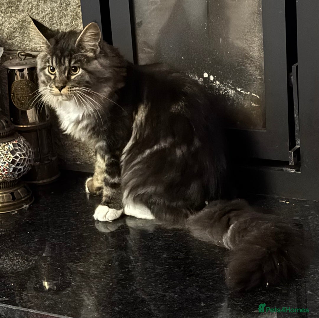 Maine Coon cats for sale: Price reduced   PEDIGREE MAINECOON KITTENS  - Image 5