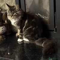 Maine Coon cats - Advert 11