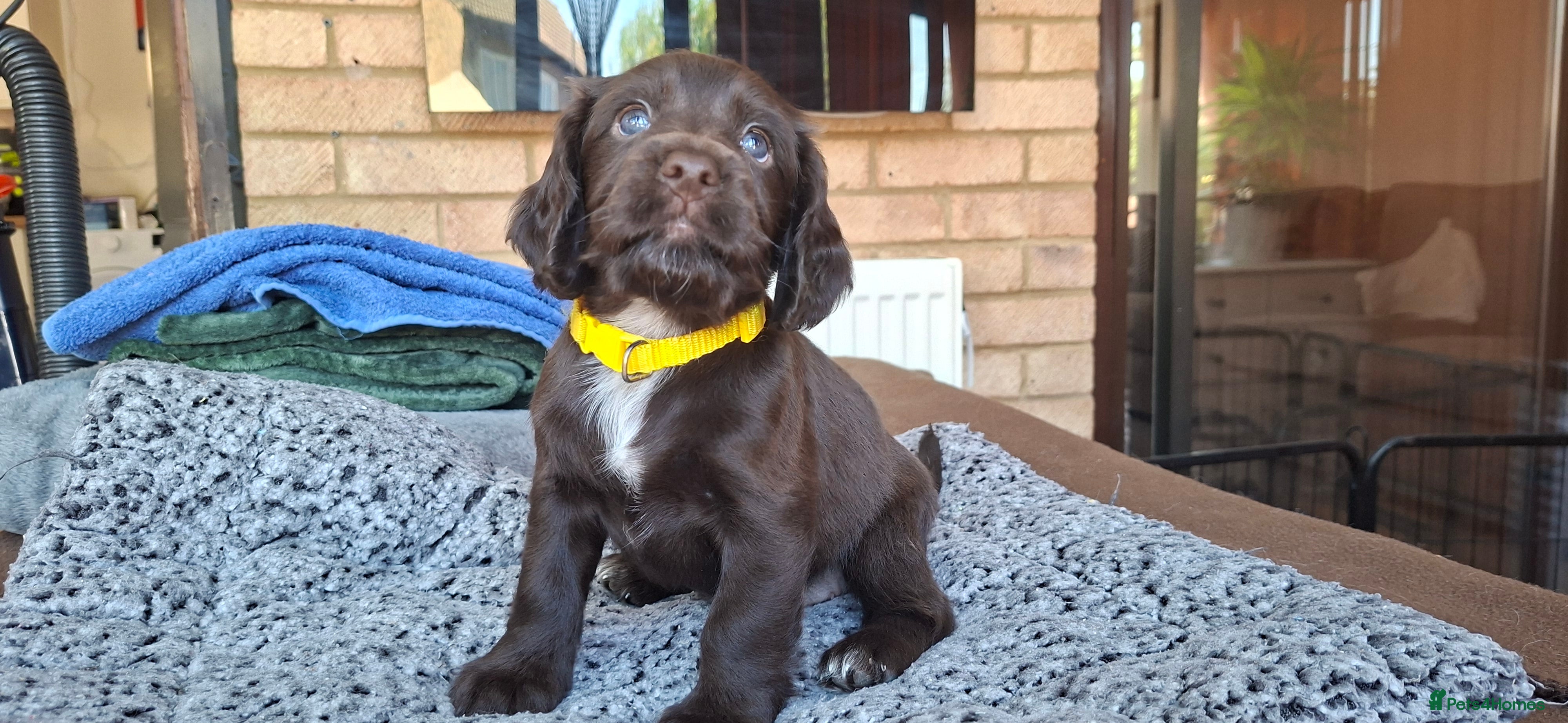 Cocker Spaniel dogs Gorgeous litter of Cocker Spaniel Puppies - Advert 2