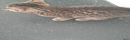 Mixed Breed cats for sale: 4 beautiful kittens  - Advert 4