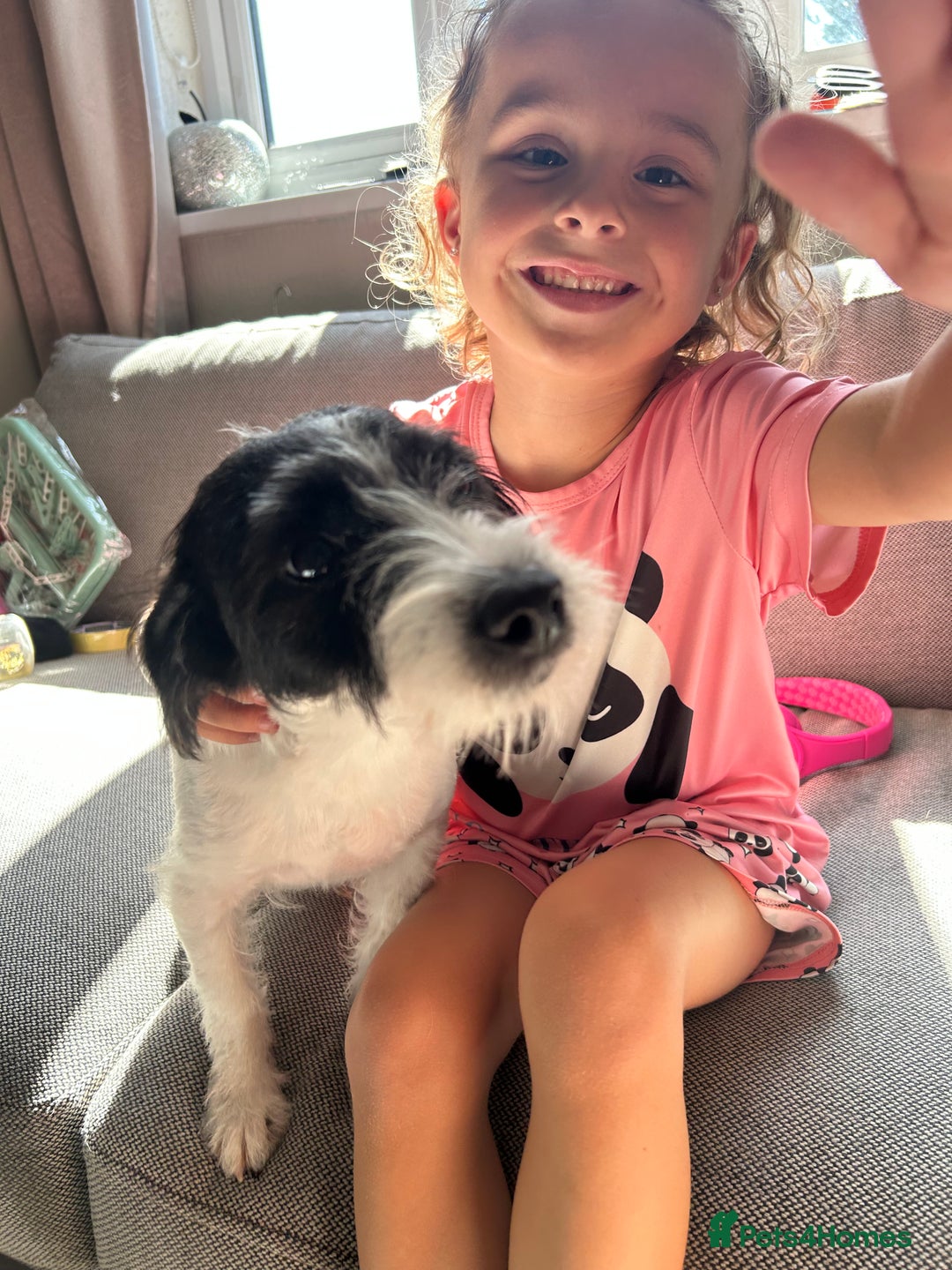 Mixed Breed dogs for sale: Jack russell x shih tzu male - Advert 2