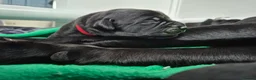 Labrador Retriever dogs for sale: Labrador black puppies  - Advert 8
