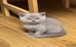 British Shorthair cats for sale: GCCF registered lilac kittens  - Image 2