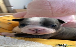 Boston Terrier dogs for sale: Stunning KC registered litter - Image 21