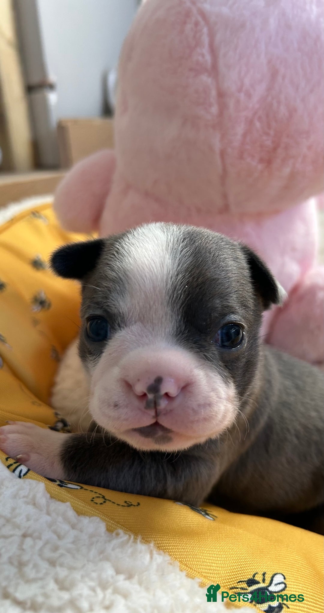 Boston Terrier dogs for sale: Stunning KC registered litter - Image 21