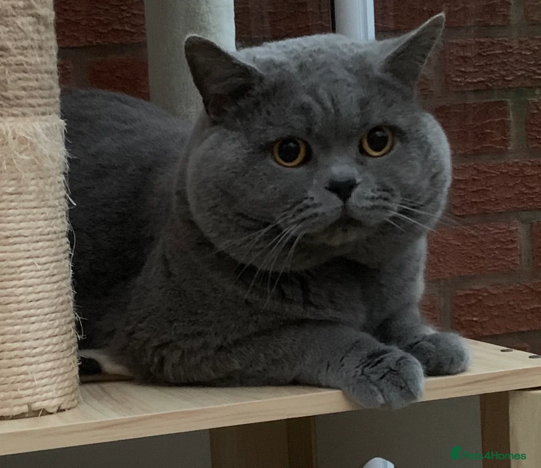 British Shorthair cats for stud: GCCF Active Reg BSH Blue Ch.l. 2 studs available  in Bolton - Advert 8
