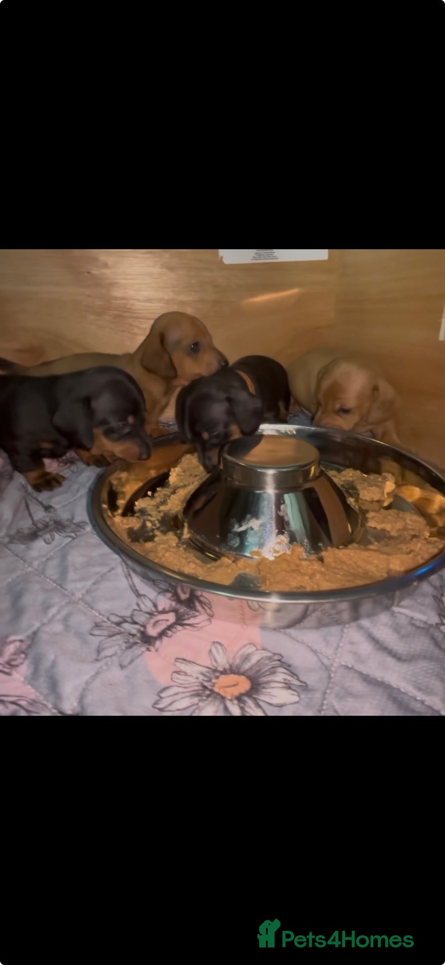 Dachshund dogs for sale: Beautiful mini Dachshunds  - Advert 1