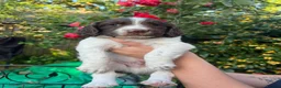 English Springer Spaniel dogs for sale: KC Reg Springer Spaniel Puppies - Horsham in Horsham - Advert 15