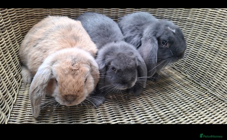Mini Lop rabbits in Robertsbridge - Advert 14
