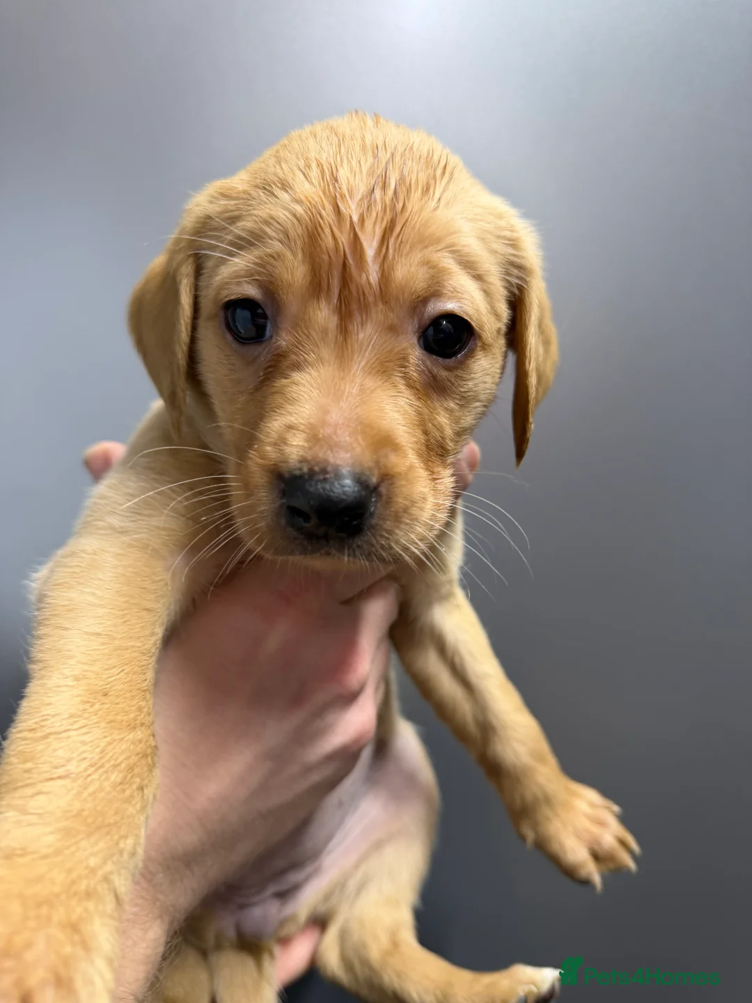 Labrador Retriever dogs for sale: KC Reg Labrador Puppies (mix of Red/blonde) - Advert 21