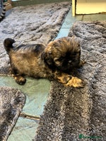 Shih Tzu dogs Last gorgeous Shih Tzu boy puppy - Advert 1