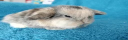 Mini Lop rabbits for sale: Baby mini lops for sale  - Advert 12