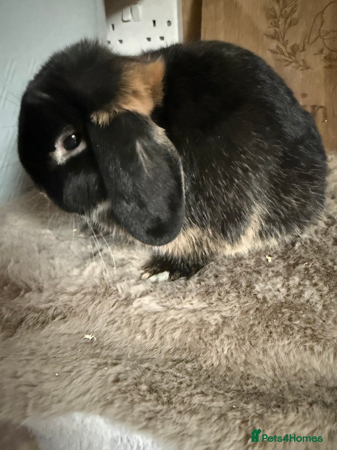 Mini Lop rabbits for sale: Mini lop boy available now - Image 3