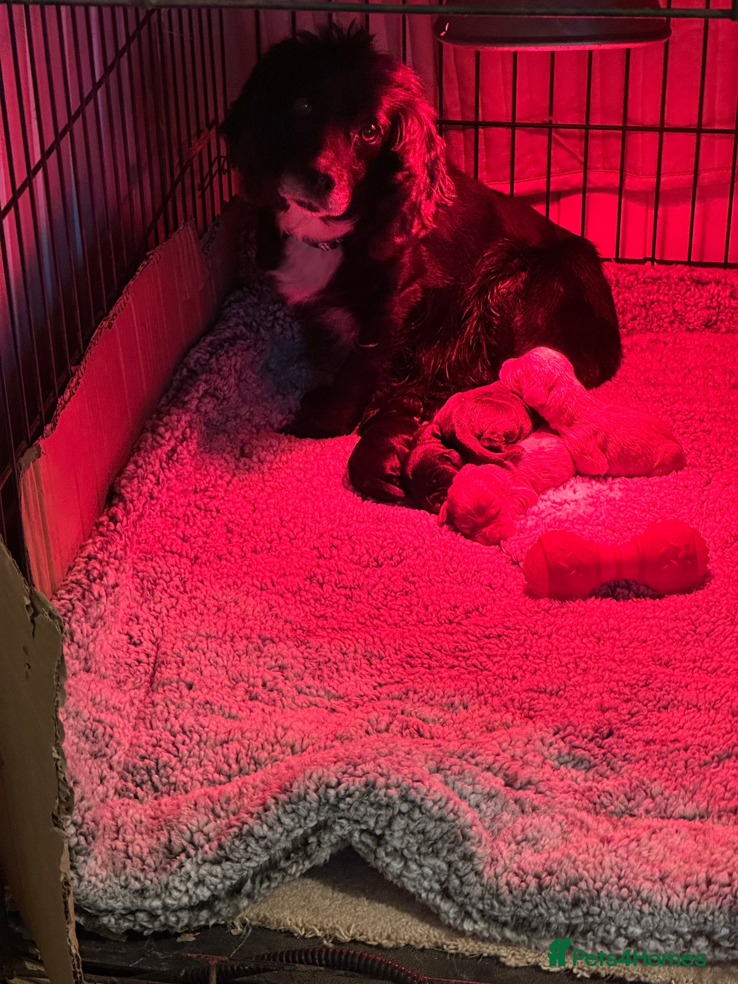 Cocker Spaniel dogs 1,500 - Advert 1