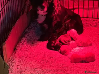 Cocker Spaniel dogs 1,500 - Advert 1