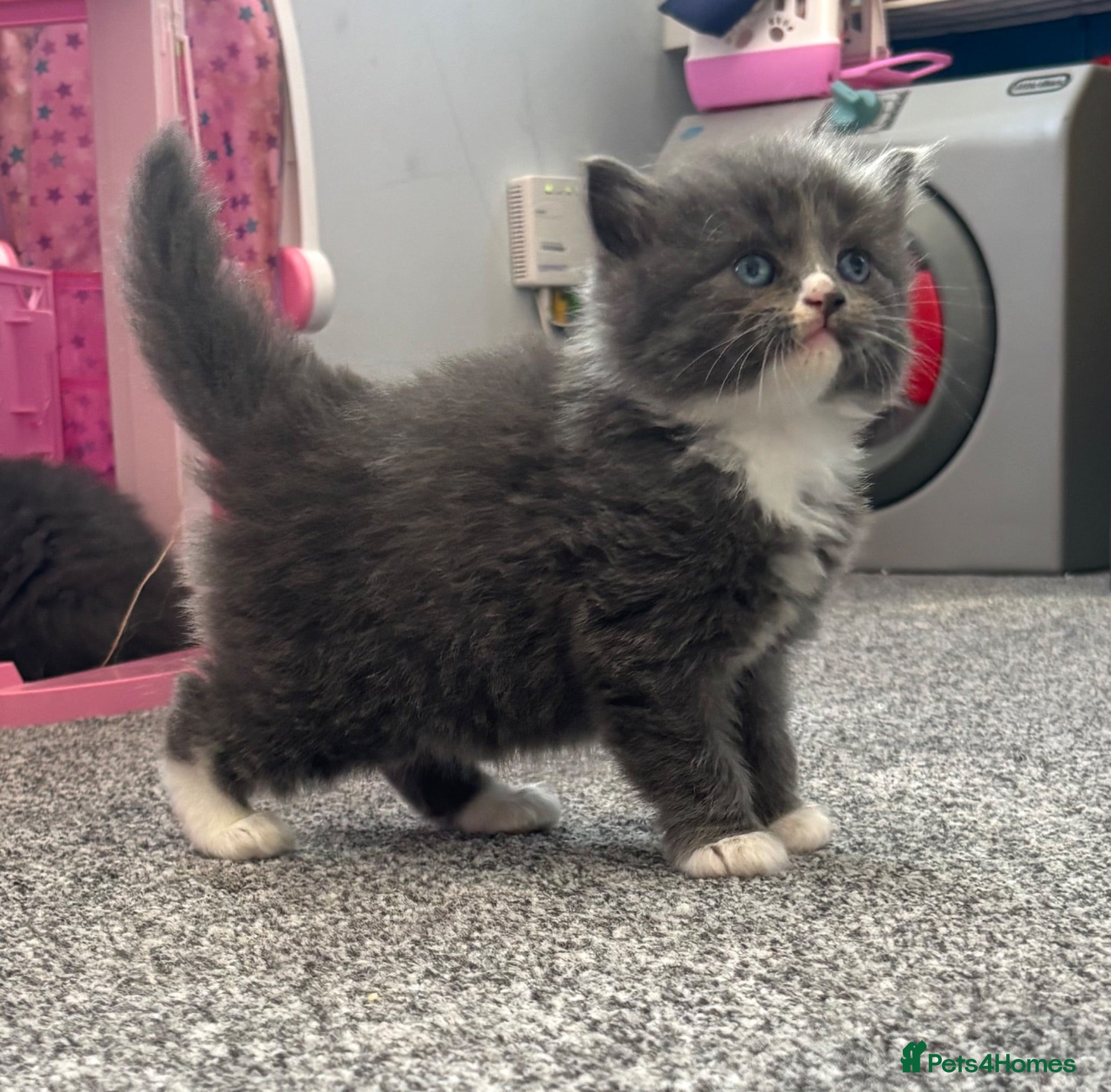 British Shorthair cats Ragdoll x British shorthair - Advert 2