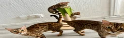 Bengal cats for sale: 3 pure bengals boys available  - Advert 14