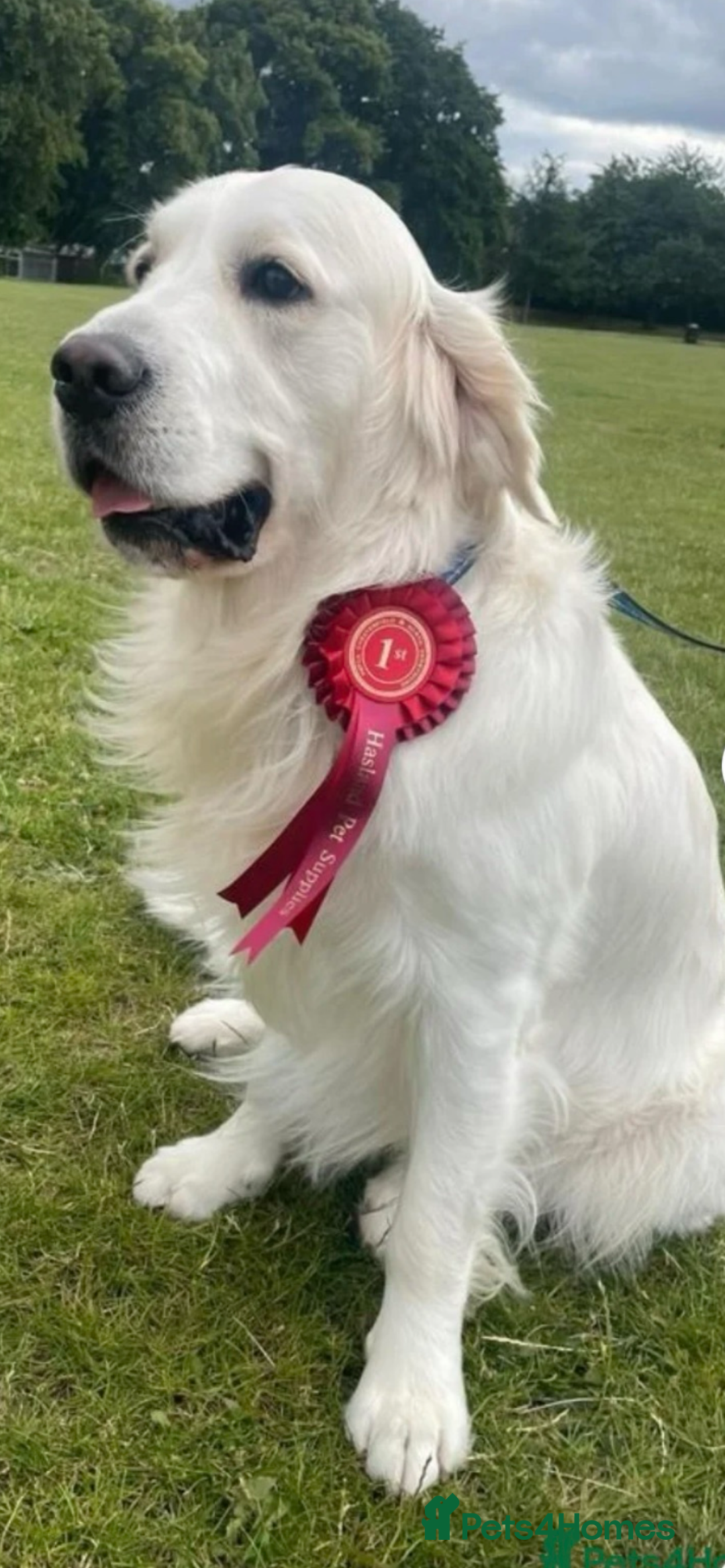 Golden Retriever dogs for sale: STUNNING CHAMPAGNE KC GIRL - Advert 13