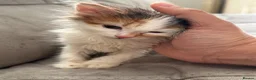 Mixed Breed cats for sale: 2x free female kittens mixed breed - Advert 2