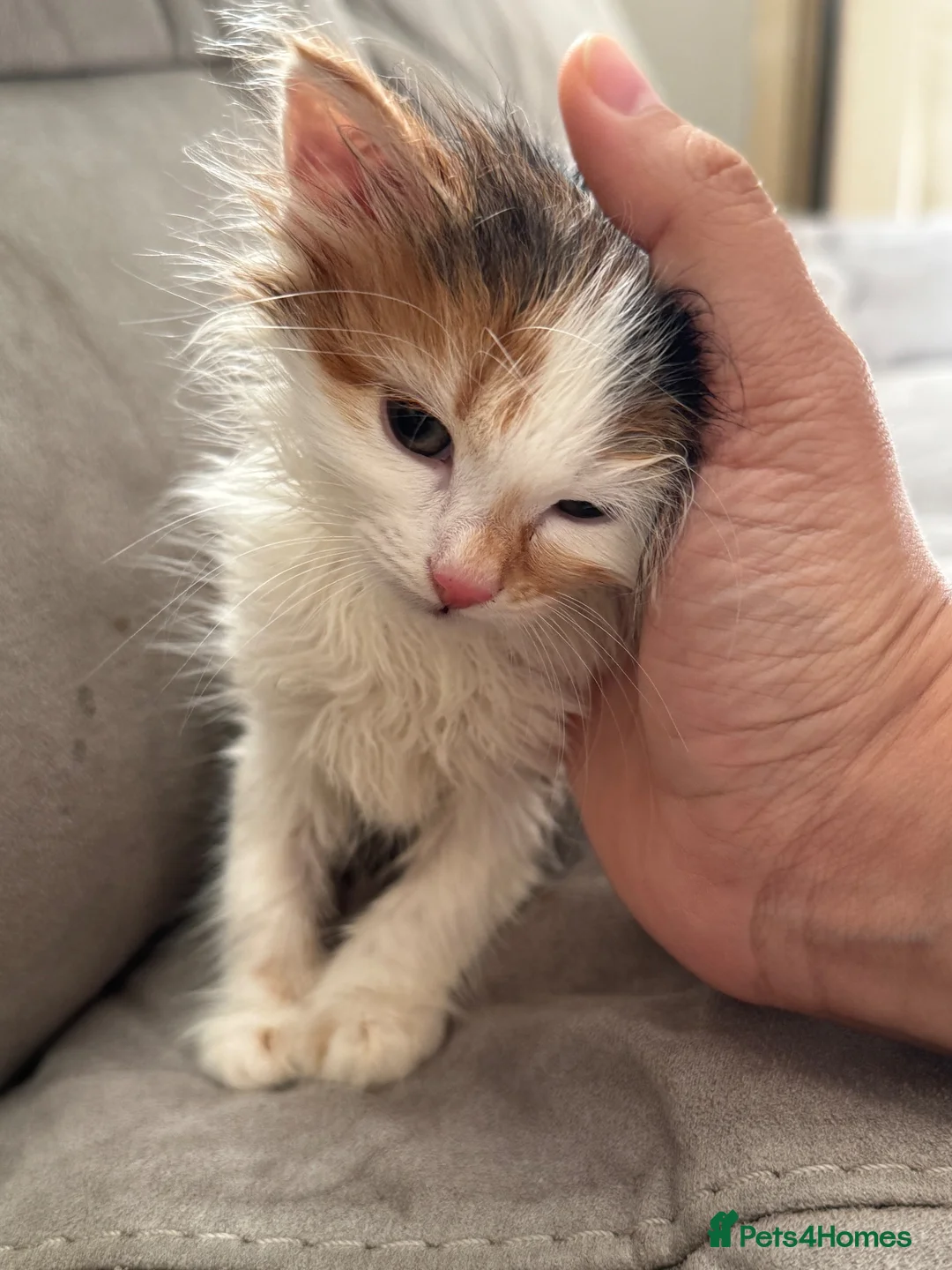 Mixed Breed cats for sale: 2x free female kittens mixed breed - Advert 2