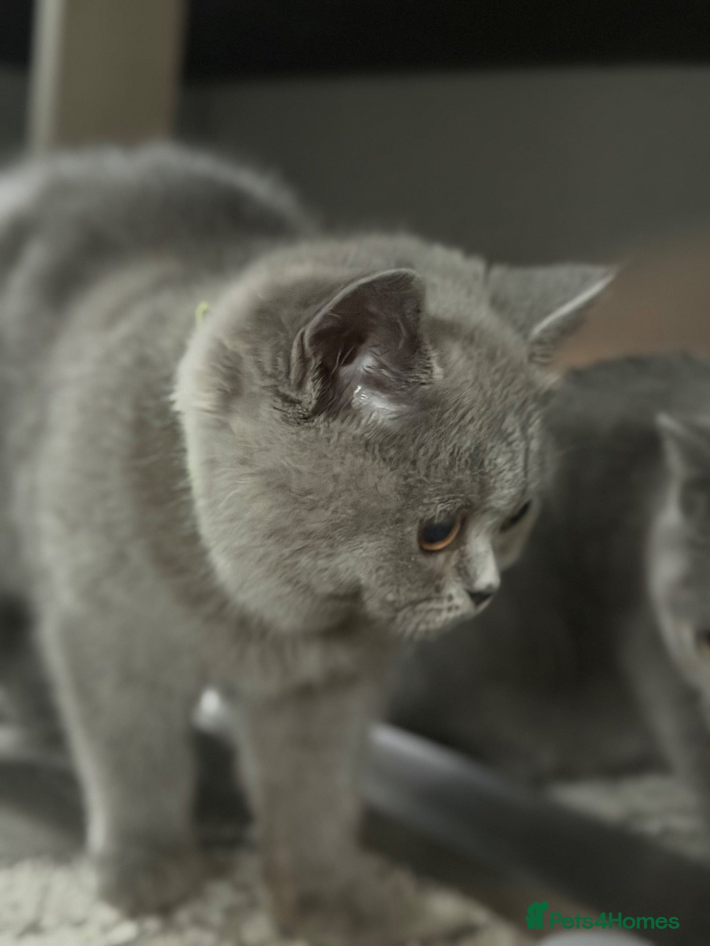 British Shorthair cats British shorthair kittens active reduced  - Advert 5