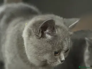 British Shorthair cats British shorthair kittens active reduced - Advert 5