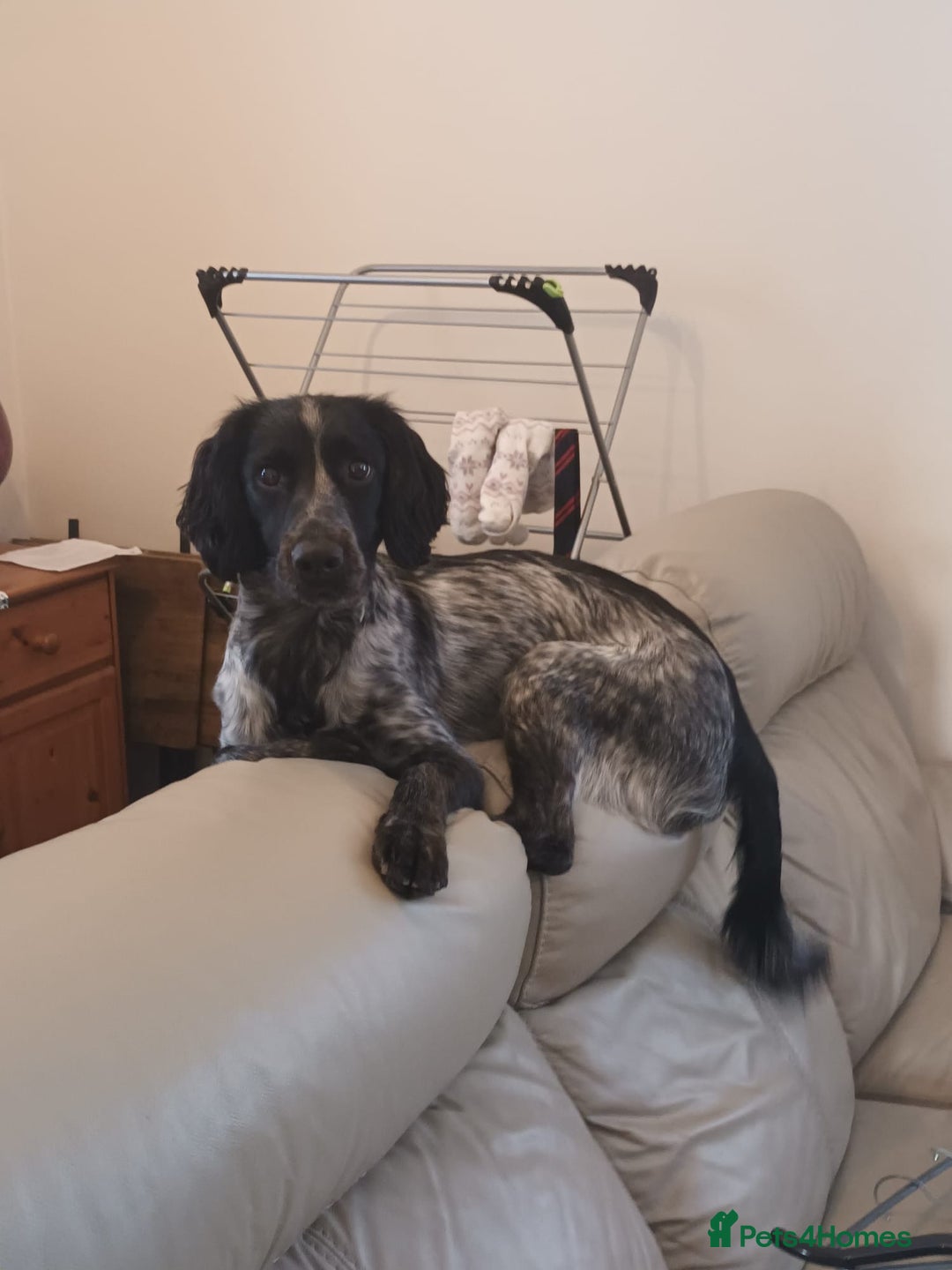 Sprocker dogs for sale: Sprocker puppy  - Advert 5