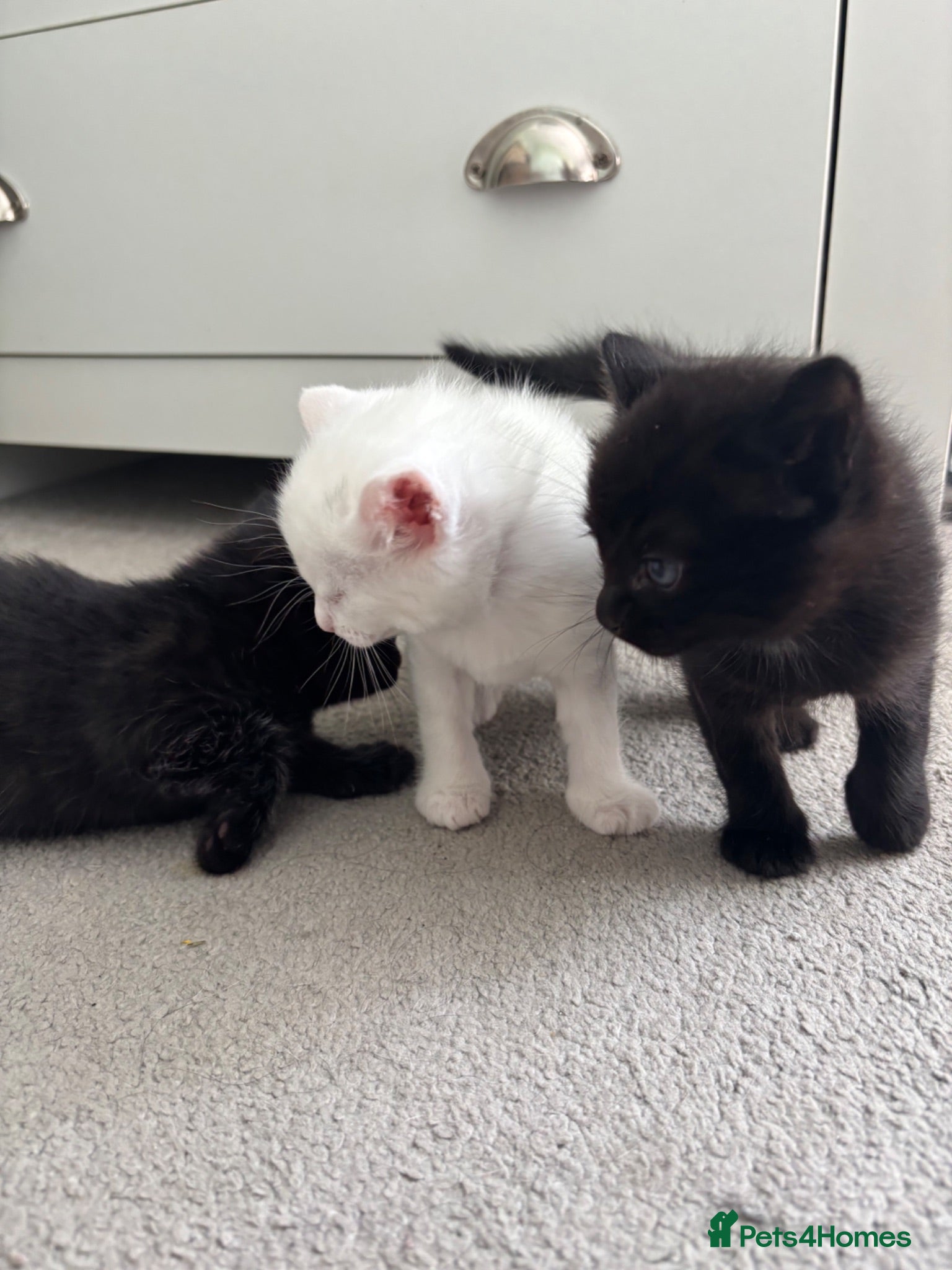 Mixed Breed cats 2 Lovely Black Kittens for Sale  - Advert 2