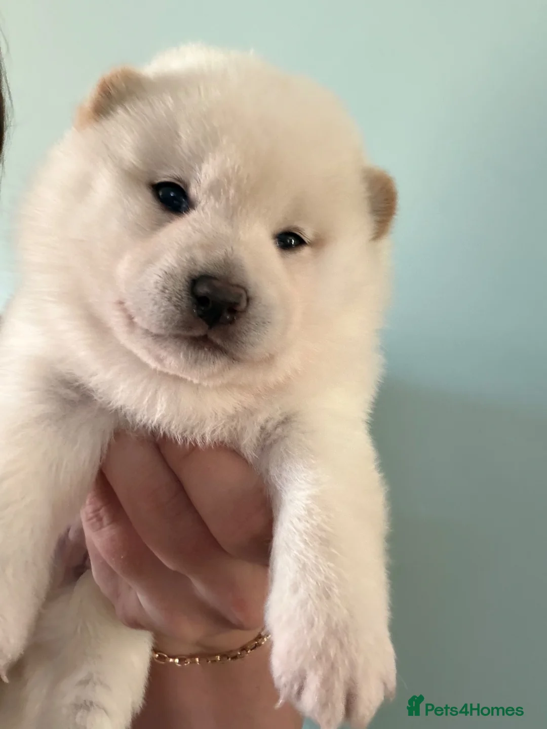 Japanese Shiba Inu dogs for sale: Shiba Inu Champion Bloodlines  Health Tested - Advert 2