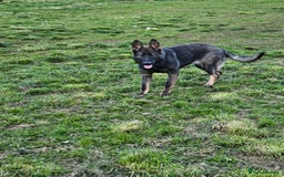 German Shepherd dogs for sale: Outstanding Female GSD, 6 months old - Image 2