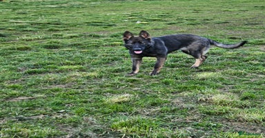German Shepherd dogs - Advert 11