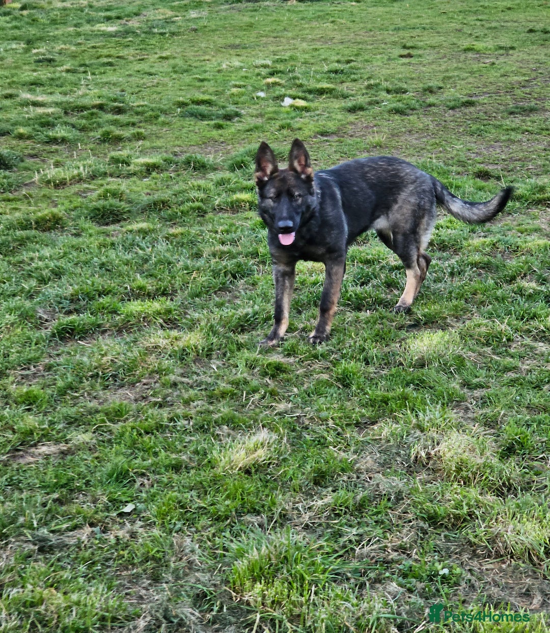 German Shepherd dogs for sale: Outstanding Female GSD, 6 months old - Image 2