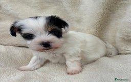 Biewer Terrier dogs for sale: Beautiful biewer terrier puppies 🩷 - Image 22