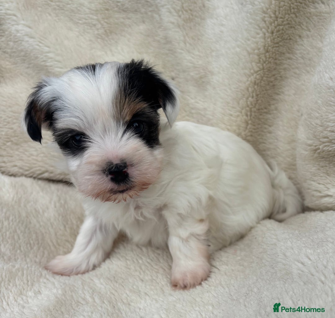 Biewer Terrier dogs for sale: Beautiful biewer terrier puppies 🩷 - Image 22